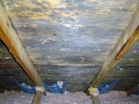 Mould growth on roof sheathing
