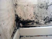 Mould gorwth on drywall